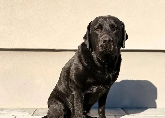 Apartamenty Gliwicka 12 *